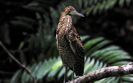 RufescentTigerHeronCostaRicaHabitat