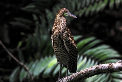 RufescentTigerHeronCostaRicaHabitat