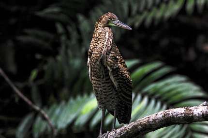 RufescentTigerHeronCostaRicaHabitat