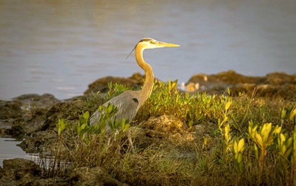 TwilightOzelloBlueHeron