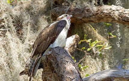 VocalizationOsprey