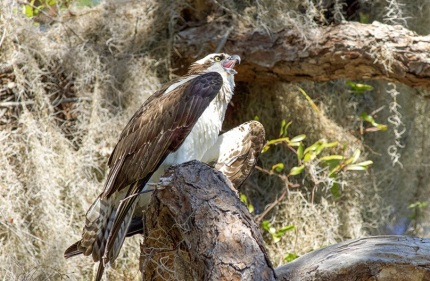 VocalizationOsprey