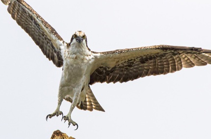 WingspanliftoffOsprey