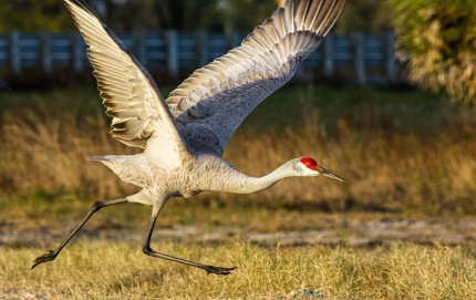 RunningStartfFloridaSandhillCrane