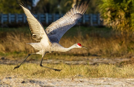 RunningStartfFloridaSandhillCrane