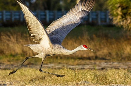RunningStartfFloridaSandhillCrane