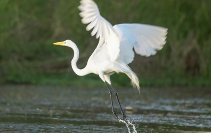 LiftoffGreatEgret