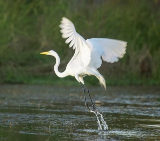 LiftoffGreatEgret