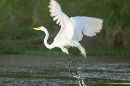 LiftoffGreatEgret