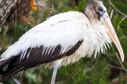 WhiteWoodstorkChassahowitzka