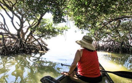 MangroveCanopyTidepoolEverglades