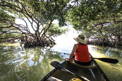 MangroveCanopyTidepoolEverglades