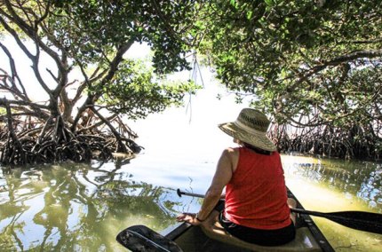 MangroveCanopyTidepoolEverglades