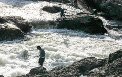 SteelheadSalmonfishersMoricetownBulkley River