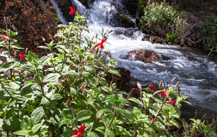 ThunderRiverFloraGrandCanyon