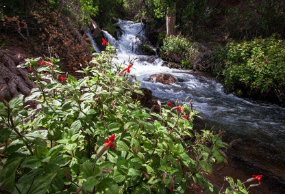 ThunderRiverFloraGrandCanyon