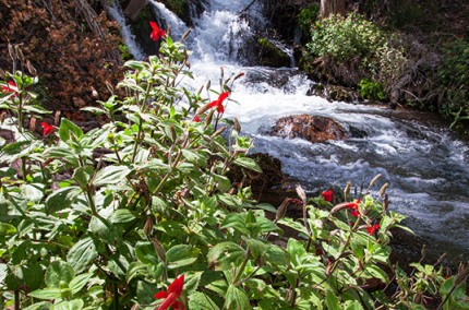 ThunderRiverFloraGrandCanyon