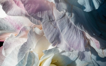 1_RosesButchartGardens