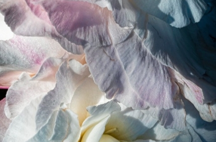 1_RosesButchartGardens