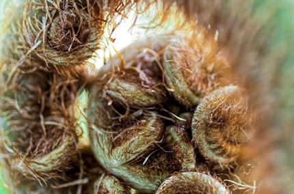 1_UnfurlingCrosierAbstraction