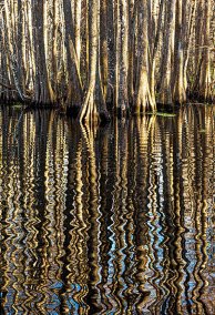 CrookedRiverCypress