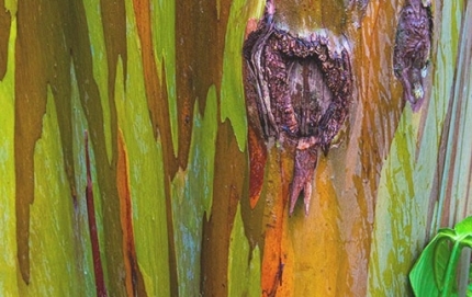 1_eucalyptusCostarica