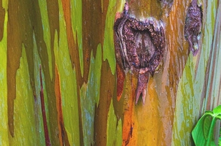 1_eucalyptusCostarica