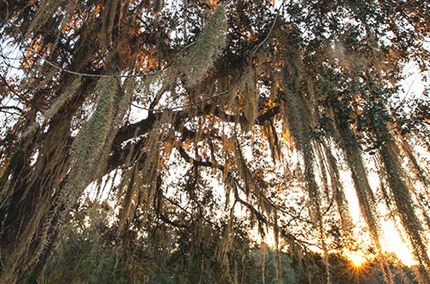 LiveOakSpanishMossEpiphyteTropicalClimateFlorida