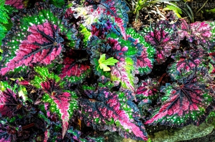 2_ColeusSolenostermon8448-