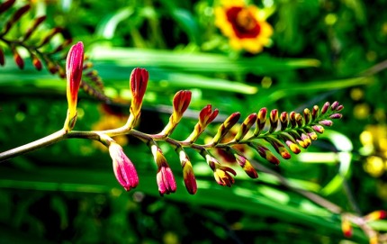 ButchartGardens5