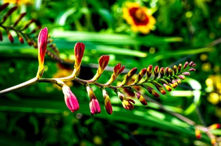 ButchartGardens5