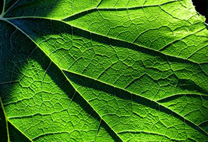 ChlorophyllPigmetation