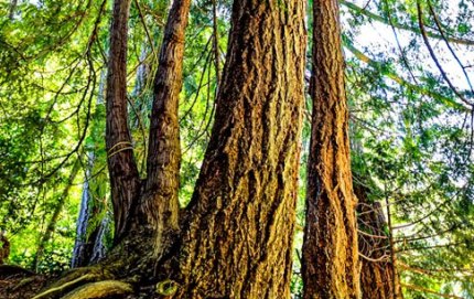 ForestVancouverIsle1