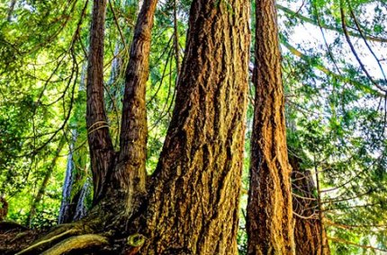 ForestVancouverIsle1