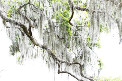 LiveOak