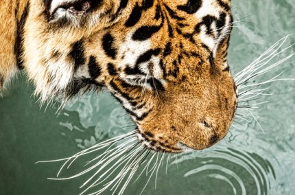PantheraTigrisMystacialWhiskers