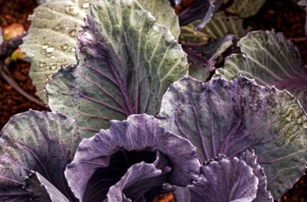 RainbowCabbageQuinaLagrimasGardens