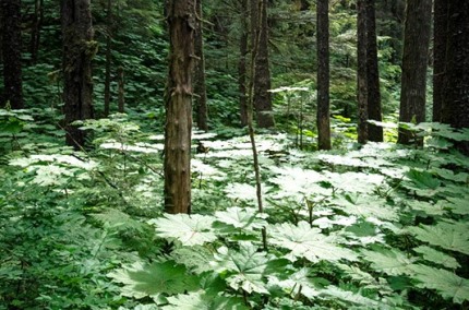 RainforestAk1