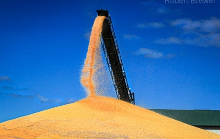 SD-Wheat.2