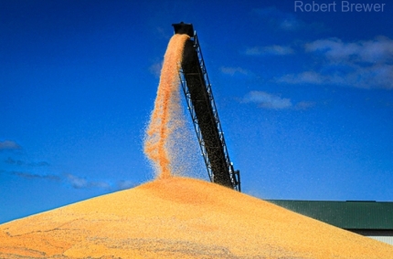 SD-Wheat.2