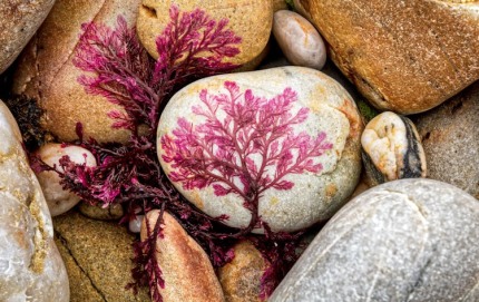 Seaweedscape