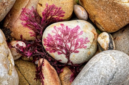 Seaweedscape