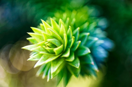 SucculentSempervivum2