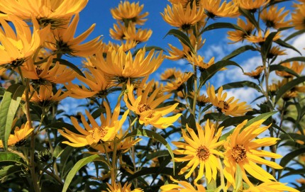 SunflowerFieldSouthDakota