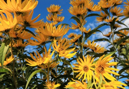 SunflowerFieldSouthDakota