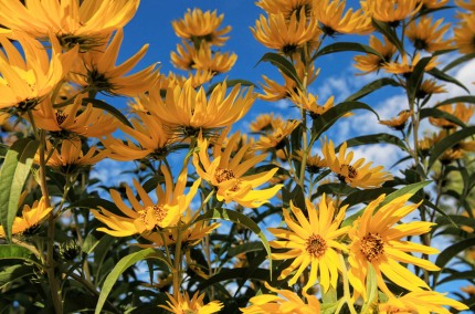 SunflowerFieldSouthDakota