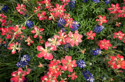 TexasHillColour1