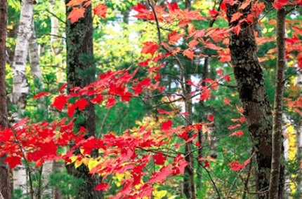 UPWoodlands