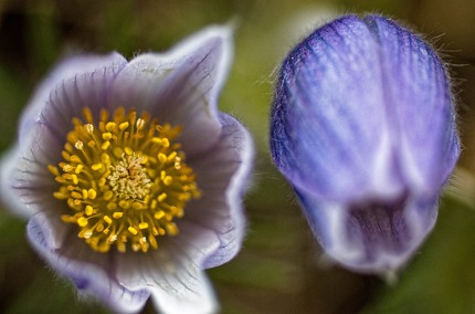 FloraWesternBlueVirginsbowerFilamentsBudBloom