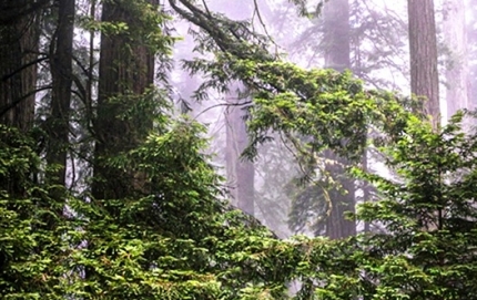 RedwoodsFog-2